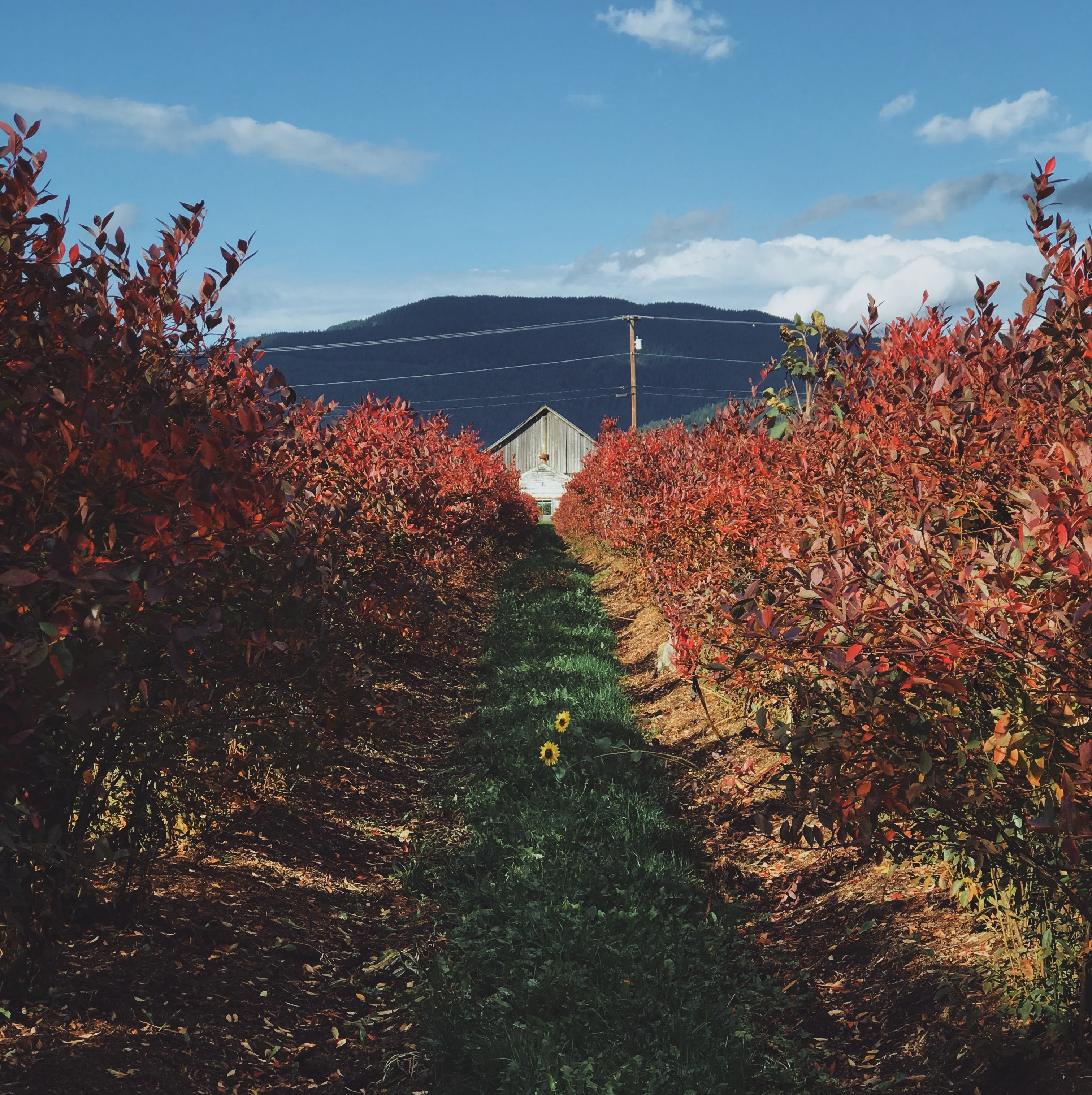 Fall on the Farm