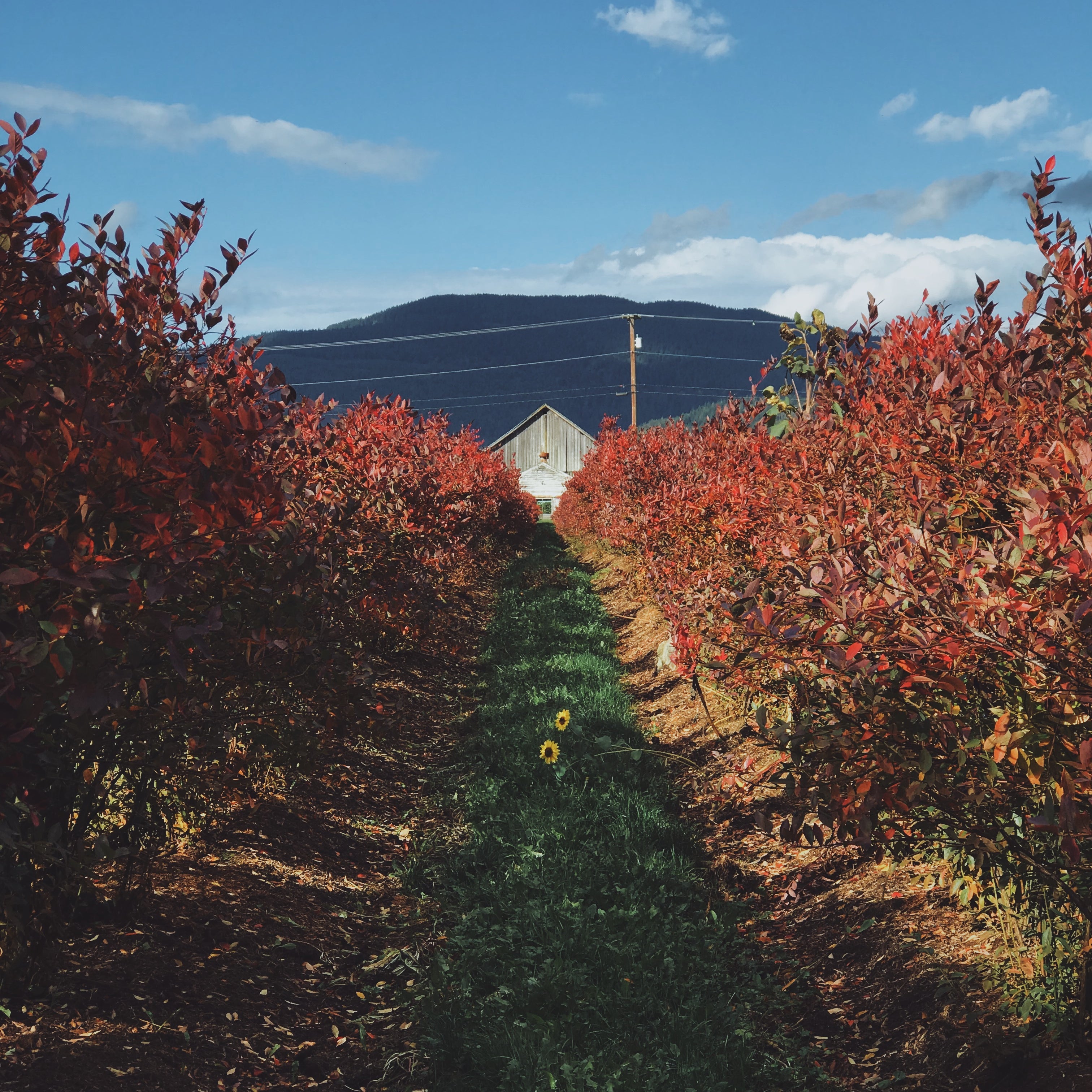 Fall on the Farm