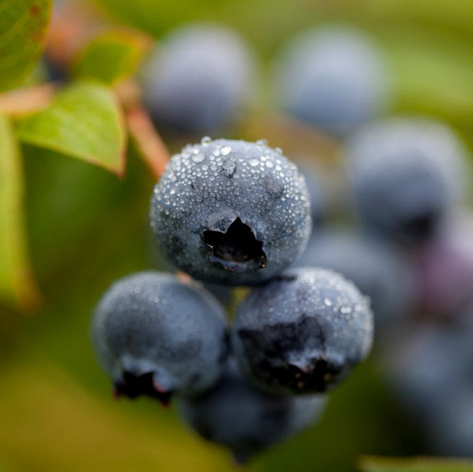 Blueberries: The Humble Superfood