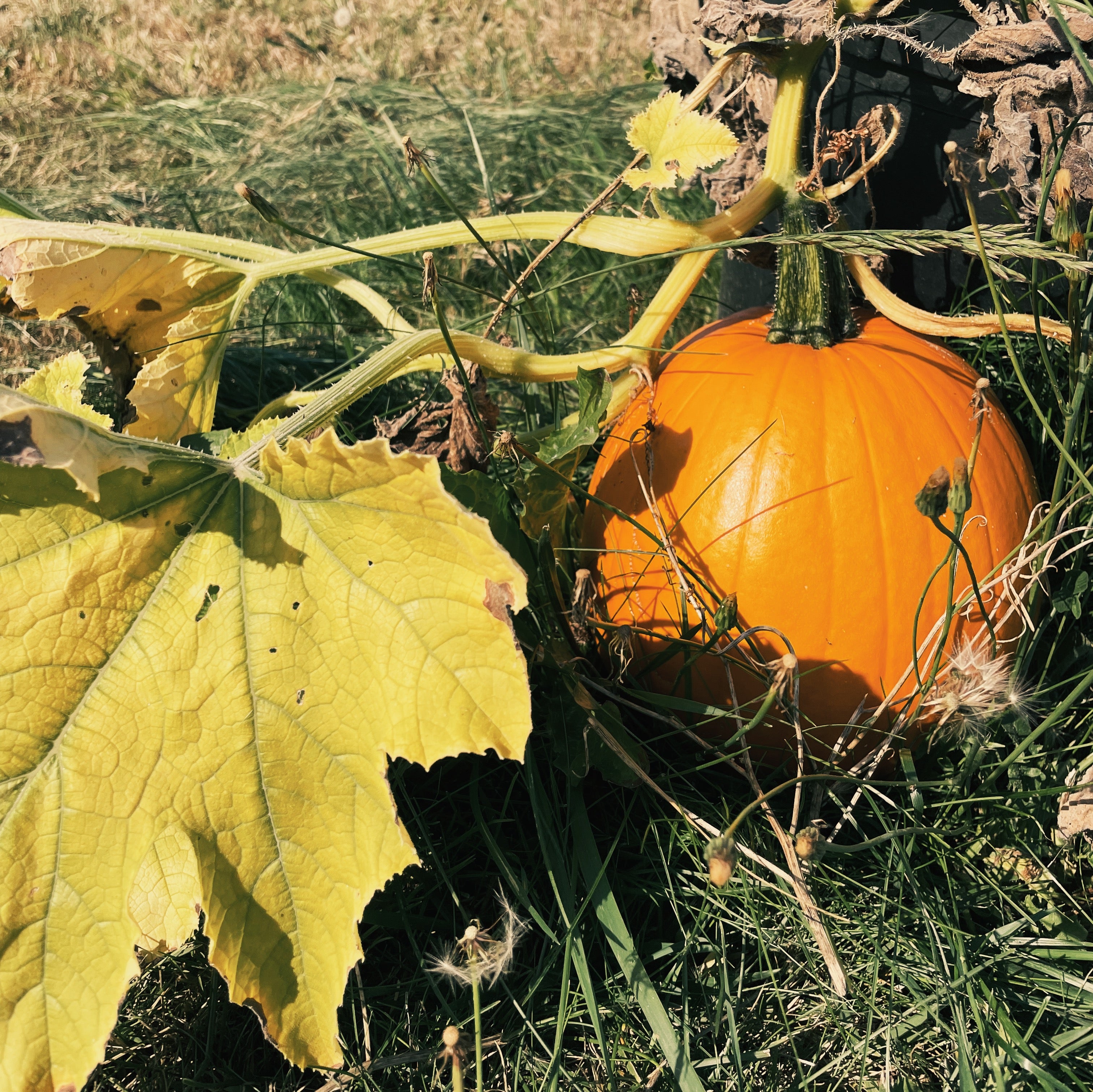 Seattle Times: Fall Skagit Day-trip