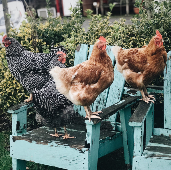 Chickens Adirondack Chairs