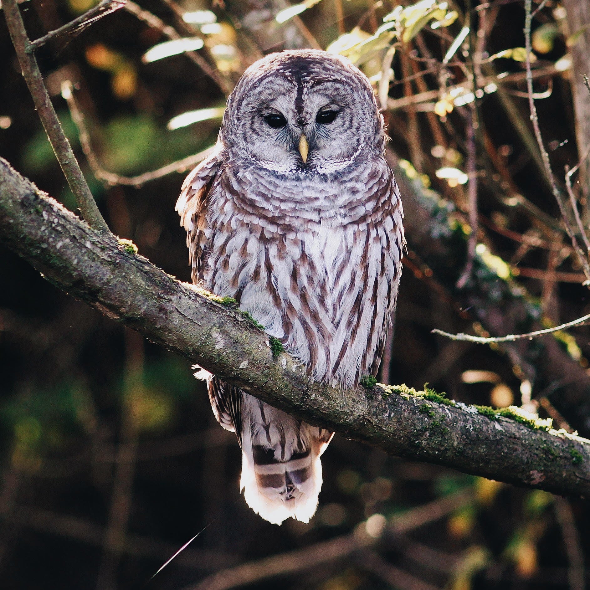 No, Owls Are Not a Pest, but a Friend!