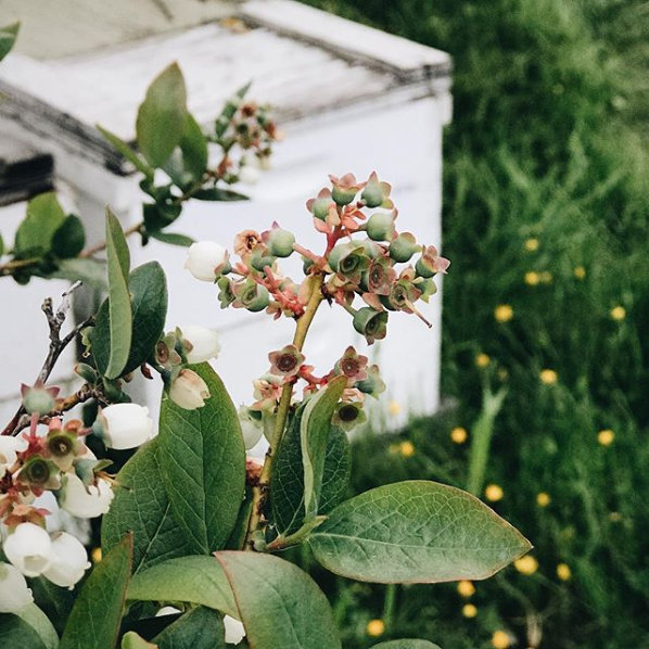 Green blueberries and flowers