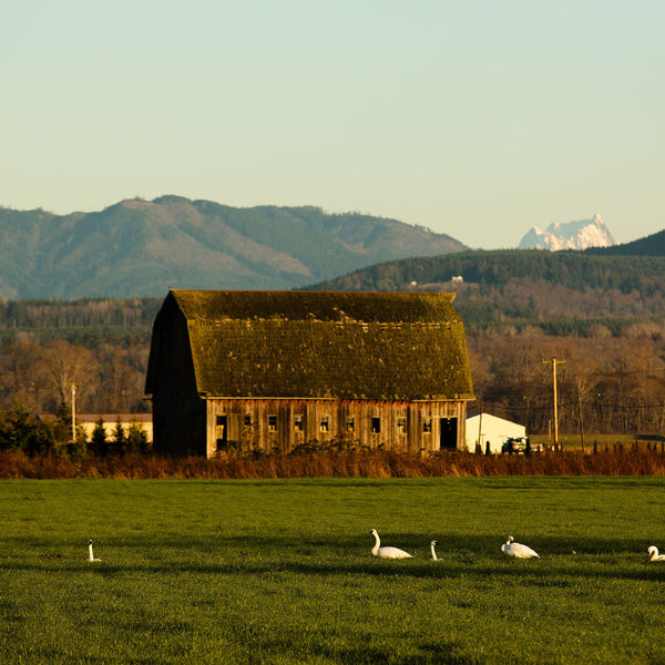 Skagit Valley Washington Barn Fields