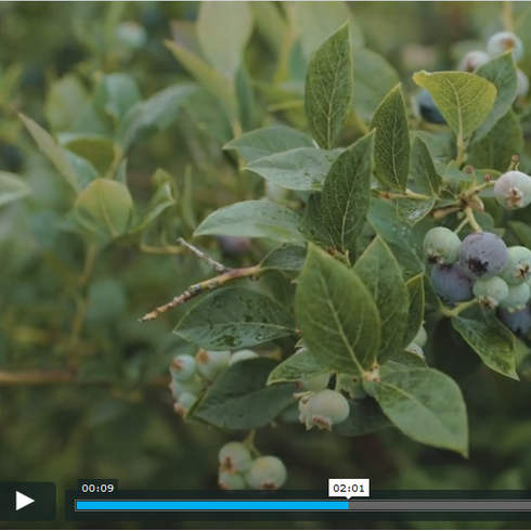 Vimeo