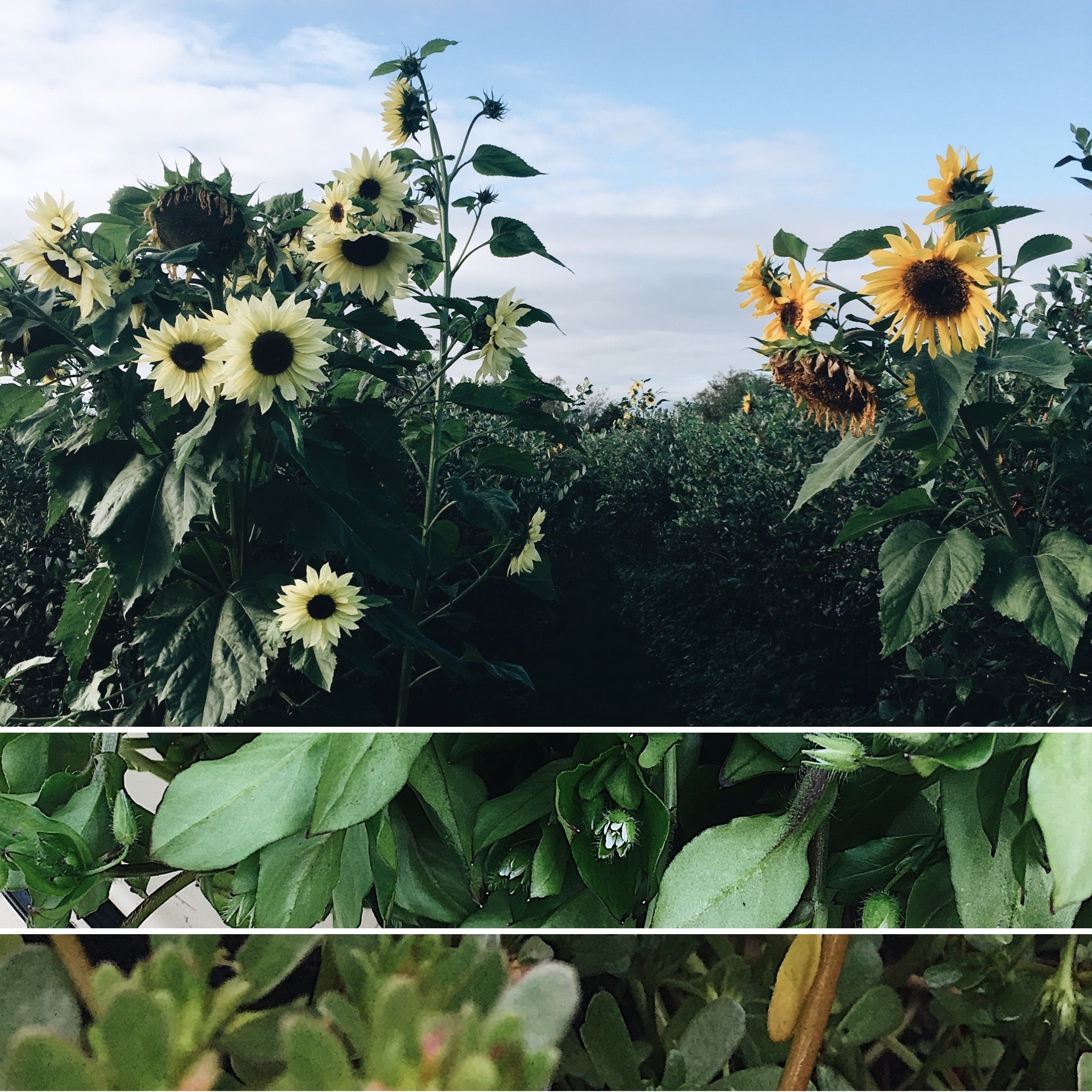 Volunteer Plants