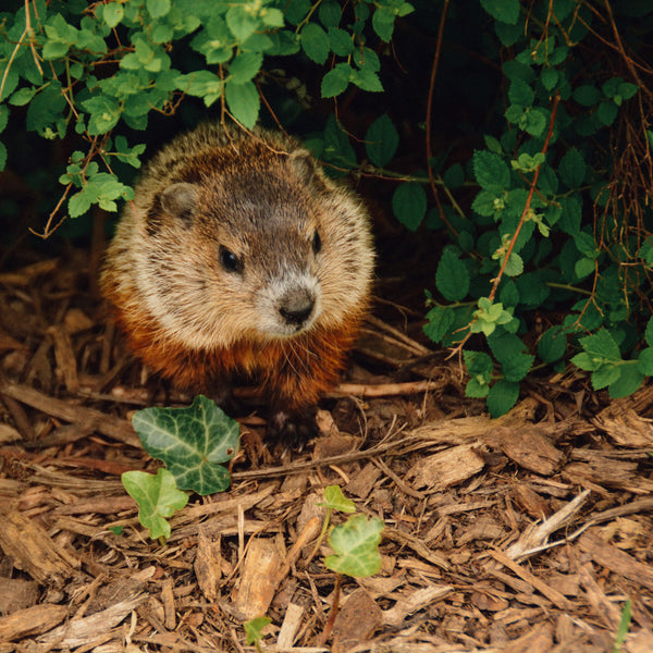 Groundhogs — We Don’t Have Them!
