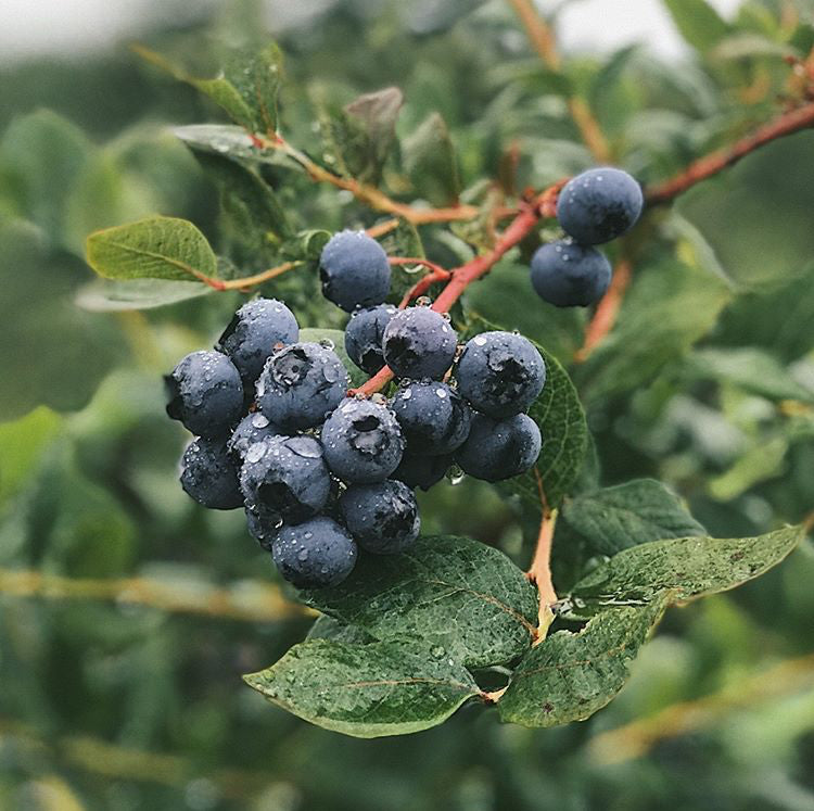 Blueberries Here, Blueberries There, Blueberries Everywhere