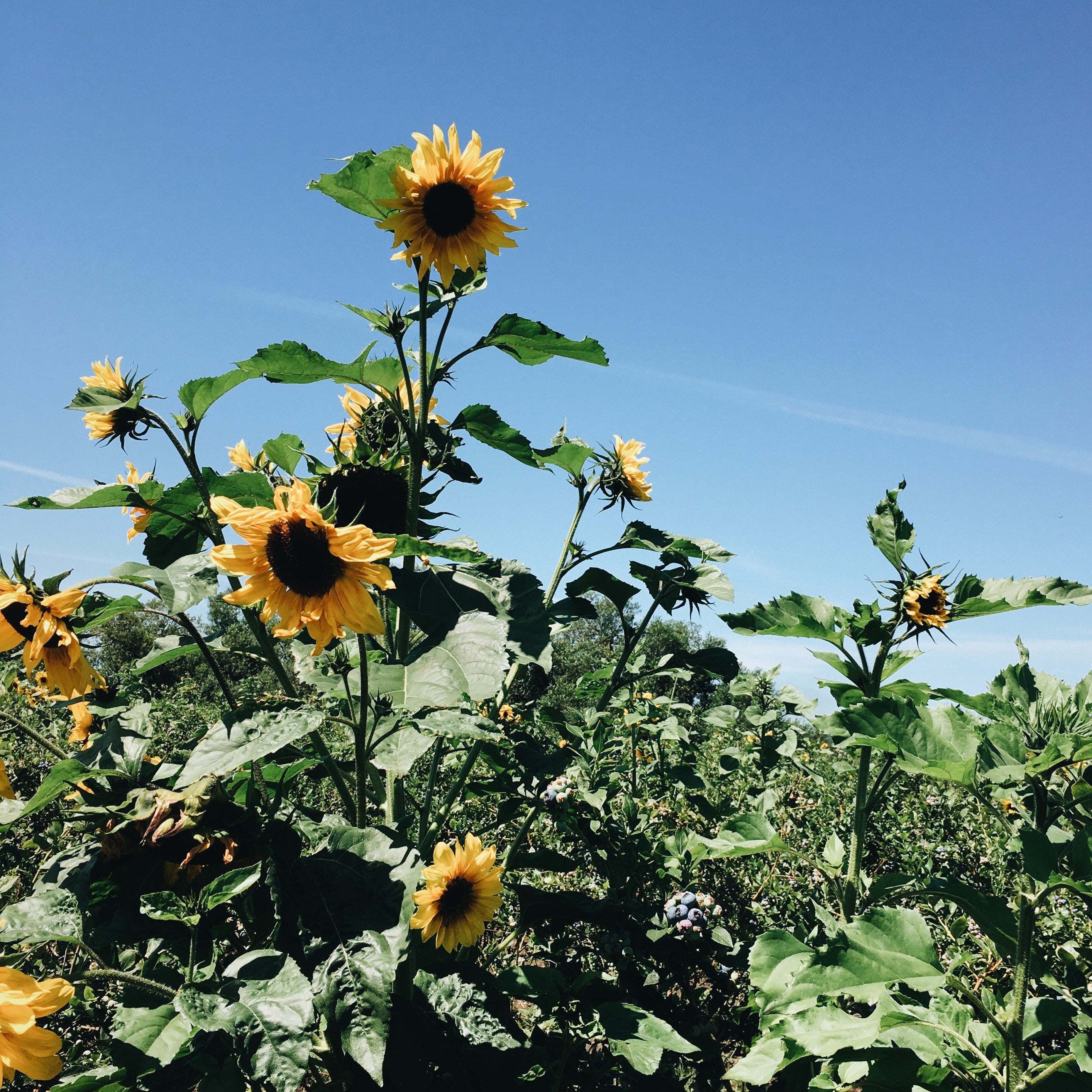 Sunflowers Galore