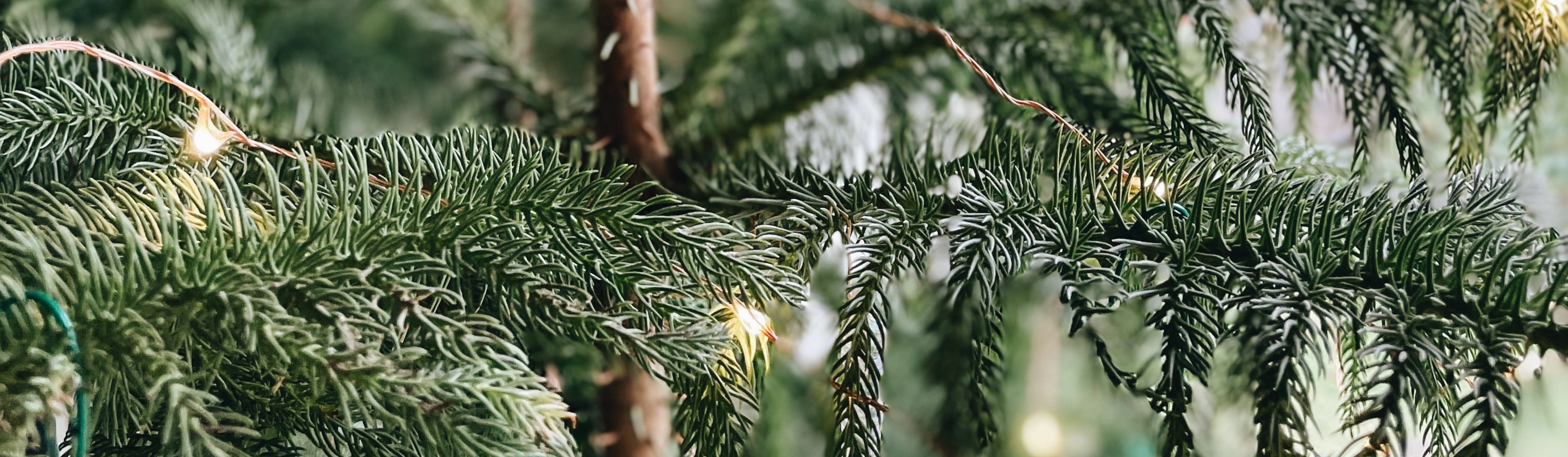 Holiday Gift Guide
