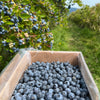 Box of blueberries next to a bush with blueberries