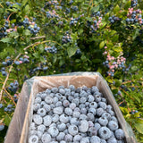 Box of blueberries next to a bush with blueberries