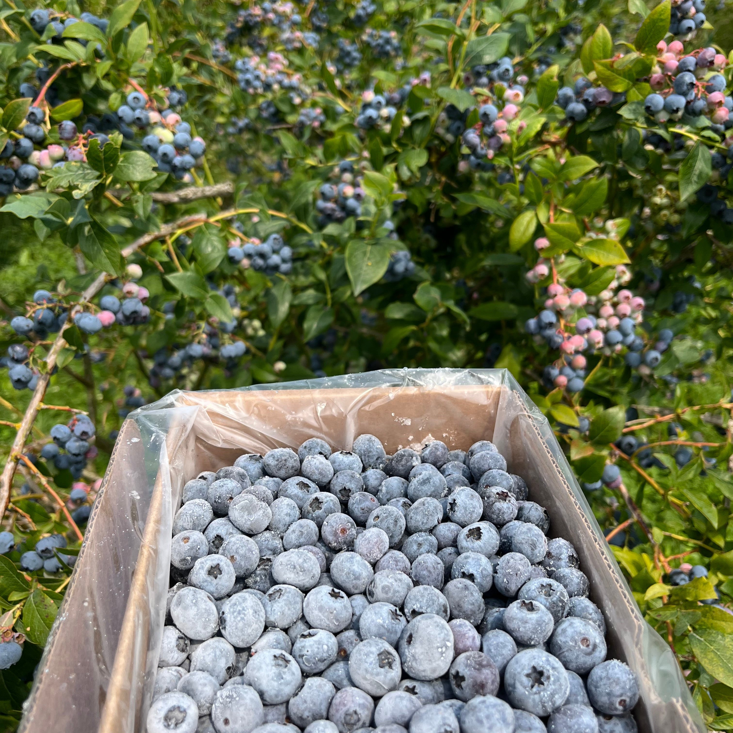 Box of blueberries next to a bush with blueberries