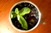 Organic Heirloom Blueberry Juice