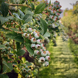 Farm Tour