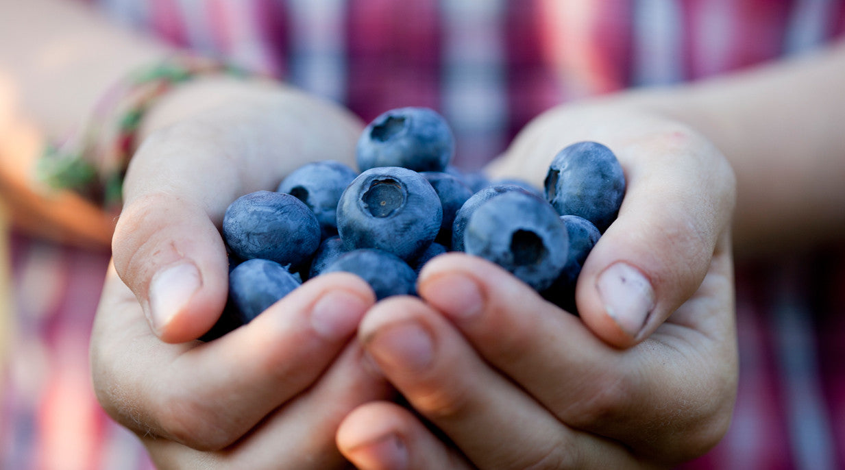 Hands holding blueberries